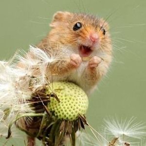 Meet your Posher, Holly